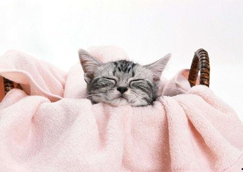 网红猫吃贝贝瓜图片高清,高清镜头捕捉贝贝瓜美味瞬间 第1张 网红猫吃贝贝瓜图片高清,高清镜头捕捉贝贝瓜美味瞬间 第1张